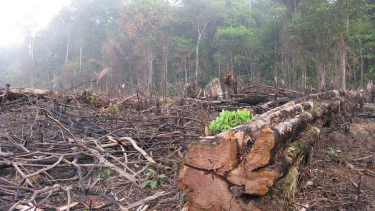 Causas y consecuencias de la deforestación | Efectos de la deforestación