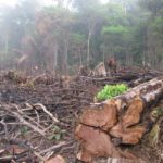 Causas de la deforestación