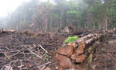 Causas de la deforestación