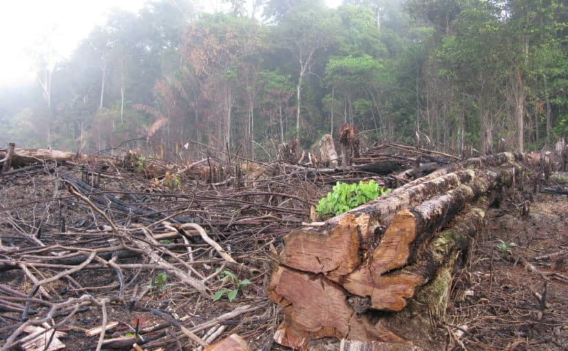 Motivos de la deforestacion