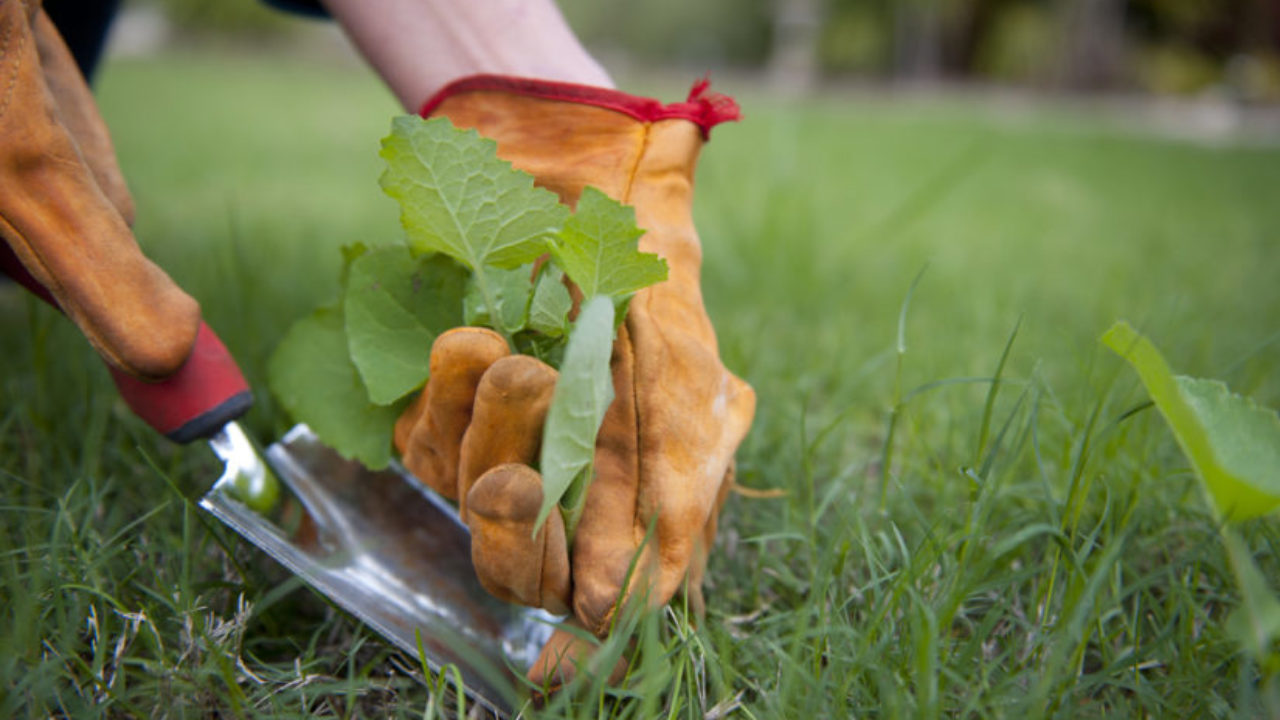 Cómo eliminar malas hierbas definitivamente