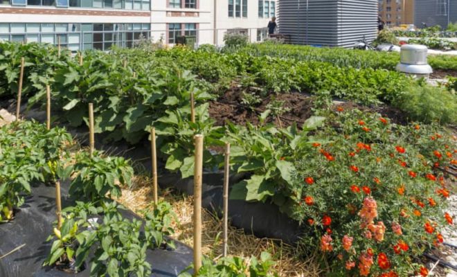 7 motivos por los que convertir tu terraza o jardín en huerto urbano