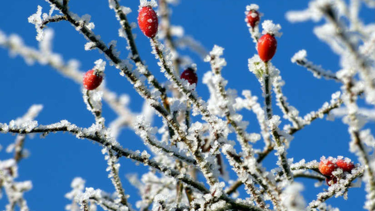 Consejos para cuidar los árboles frutales en invierno | Agricultura