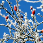 Cuidados de los árboles frutales en invierno