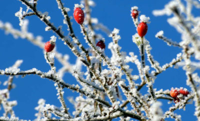 Cuidados de los árboles frutales en invierno