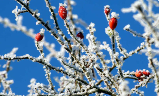 Consejos para cuidar los árboles frutales en invierno | Agricultura