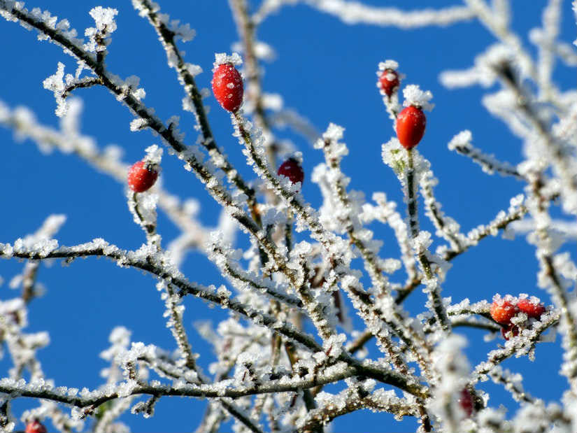 Cuidar árboles frutales en invierno