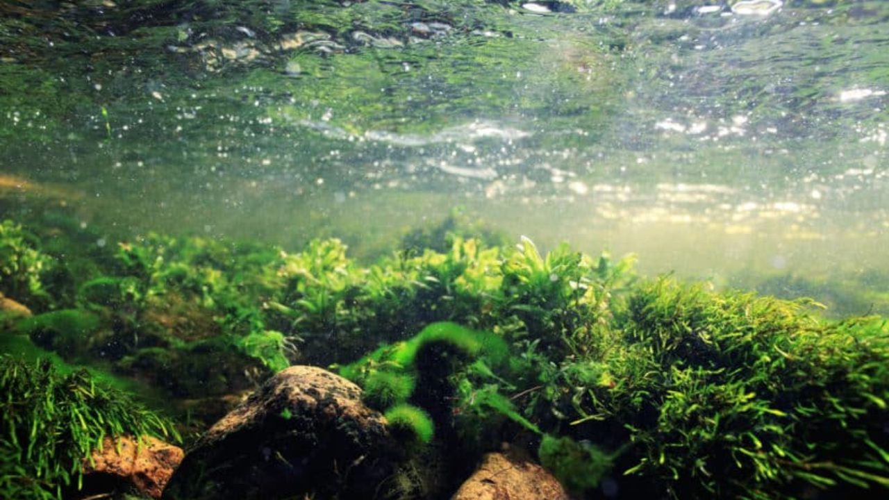 Top 118 + Imagenes del ecosistema de agua dulce - Theplanetcomics.mx