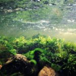 Tipos de ecosistemas de agua dulce