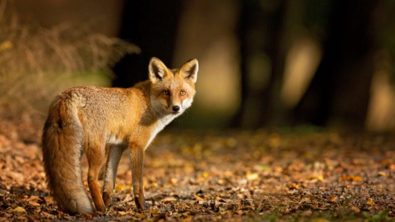 Qué es una pirámide trófica o ecológica?