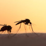 Antimosquitos ecológicos