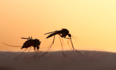 Antimosquitos ecológicos
