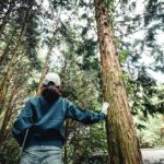 silvicultura que es, caracteristicas y beneficios