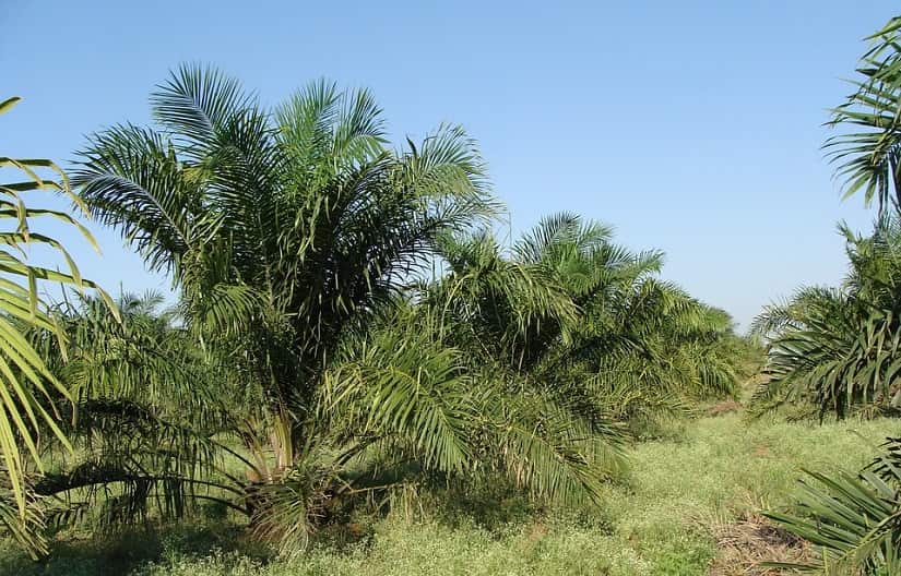 Problemas del aceite de palma